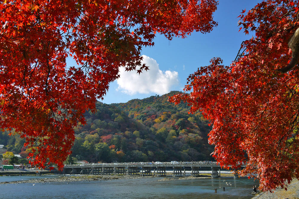 Arashiyama Tours