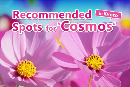 Recommended Spots for “Cosmos” in Kyoto! Flowers that vividly color the autumn countryside