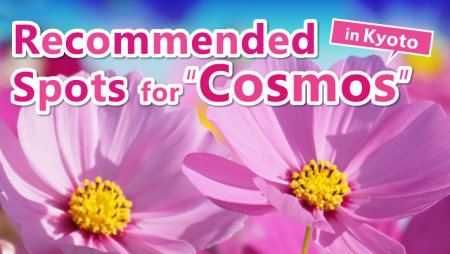 Recommended Spots for “Cosmos” in Kyoto! Flowers that vividly color the autumn countryside