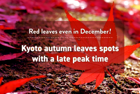 Red leaves even in December! Kyoto autumn leaves spots with a late peak time