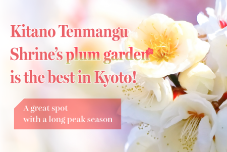 Kitano Tenmangu Shrine’s plum garden is the best in Kyoto! A great spot with a long peak season