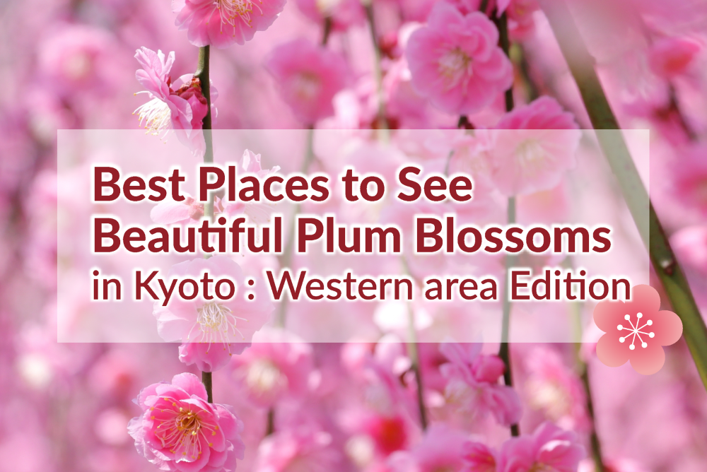 Best Places to See Plum Blossoms: Western Kyoto area