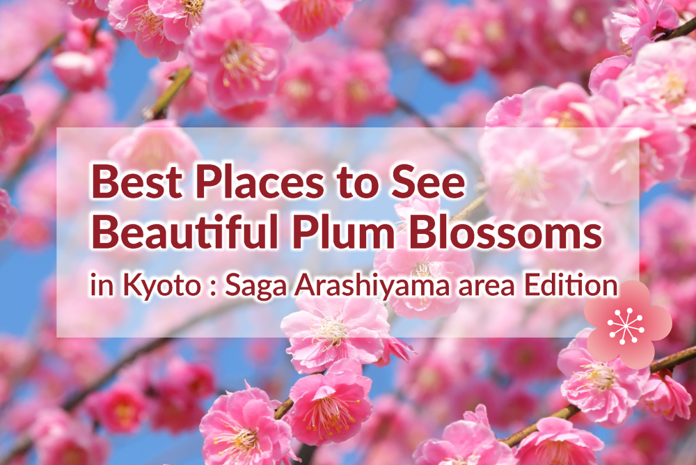 Best Places to See Plum Blossoms Saga Arashiyama area
