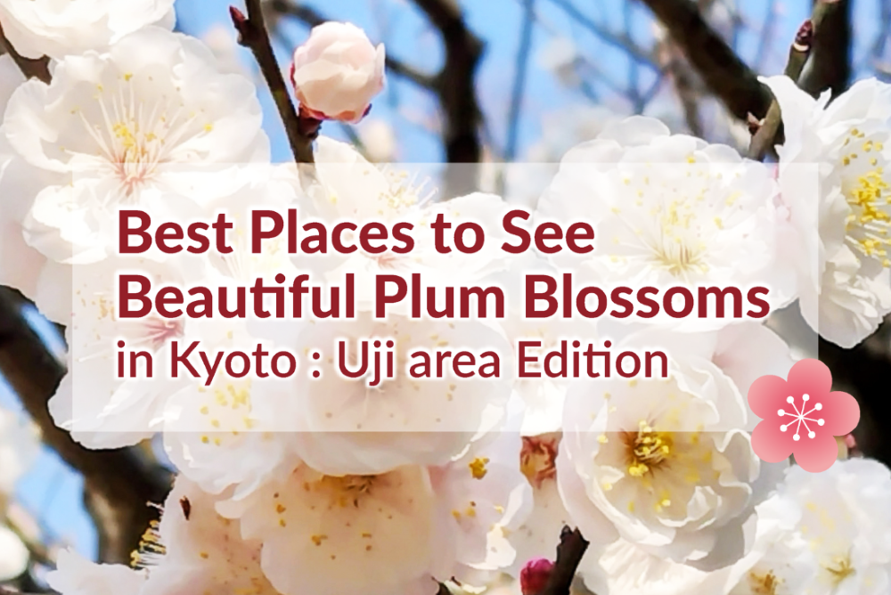 Best Places to See Plum Blossoms Uji area