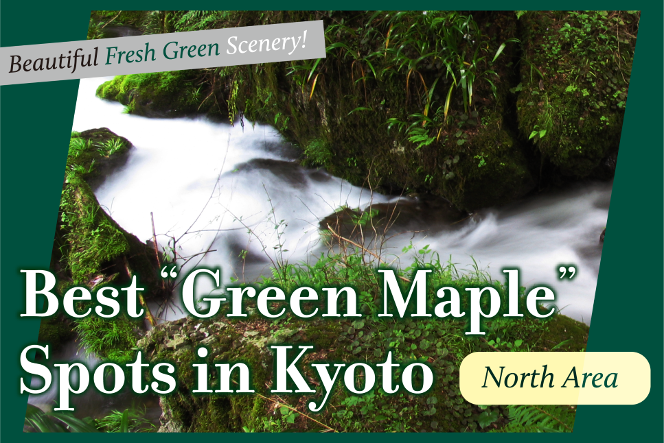 Best Green Maple Spots in Kyoto North Area