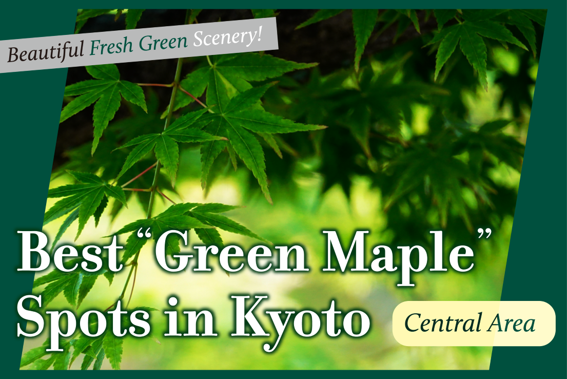 Best Green Maple Spots in Central Kyoto