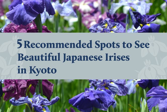 Recommended Spots to See Japanese Irises in Kyoto