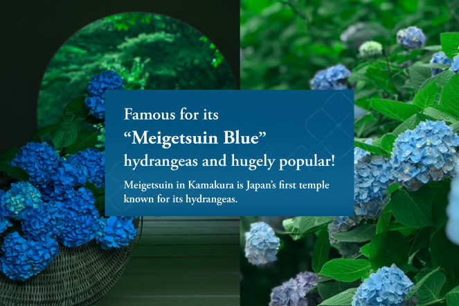 Meigetsuin is Japan’s first temple known for its hydrangeas