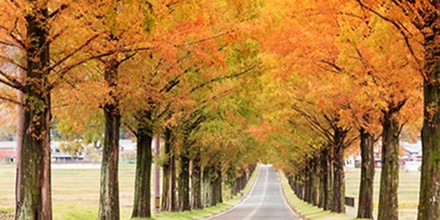 Metasequoia Avenue Tour